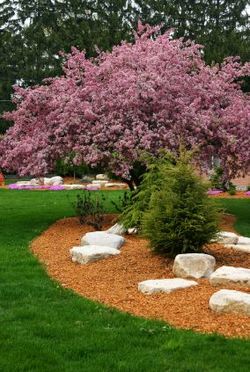 Landscaped lawn by D&S Landscaping.